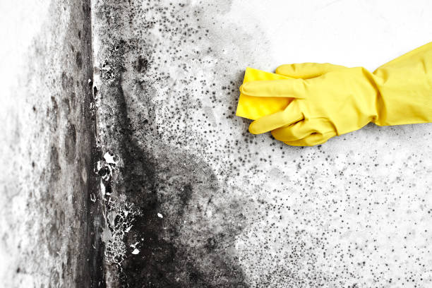 Mold Odor Removal Services in Palestine, TX